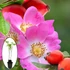 Kép 1/4 - Csipkerózsa – a népi örökség - csipkebogyó (Rosa Canina)