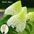 Kép 3/4 - Bugás hortenzia - Hydrangea paniculata fajták