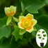 Kép 1/6 - A tulipánfa virága némileg hasonlít a tulipánhoz (a madár ürülék a természetes megjelenés része ​​​​; )