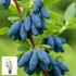 Kép 1/2 - Mézbogyó – a tavasz első öröme (Lonicera caerulea var. Kamtschatica)