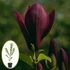 Kép 1/2 - BÍBORVÖRÖS kétszer virágzó LILIOMFA - MAGNOLIA LILIIFLORA 'NIGRA' (Bordó)