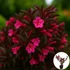 Kép 1/7 - Weigela florida 'Alexandra' - Bordó levelű, bordó virágú rózsalonc