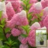Kép 2/4 - Bugás hortenzia - Hydrangea paniculata fajták