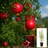 Kép 1/7 - Termő Gránátalma - Punica granatum fajták 100-120 cm