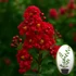Kép 1/5 - Lagerstroemia Indica - KrepMirtusz - Kínai selyemmirtusz magonc csemeték