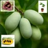 Kép 1/8 - Indián banán, vagy PAW PAW - Asimina Triloba