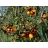 Kép 3/4 - Hippophae rhamnoides - 2 db Homoktövis termő és porzó