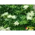 Kép 2/7 - Kúszó hortenzia - Hydrangea Anomala 'Petiolaris'