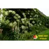 Kép 1/7 - Kúszó hortenzia - Hydrangea Anomala 'Petiolaris'