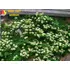 Kép 3/7 - Kúszó hortenzia - Hydrangea Anomala 'Petiolaris'