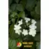 Kép 6/7 - Kúszó hortenzia - Hydrangea Anomala 'Petiolaris'