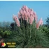 Kép 2/3 - Pampafű (rózsaszín vagy fehér virágú) - Cortaderia selloana 'Pink Feather' vagy 'White Feather' 