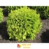 Kép 3/3 - Sárga Gömbtuja - Thuja occidentalis 'Golden Globe'