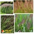 Kép 1/5 - Tollborzfű - PENNISETUM ALOPECUROIDES