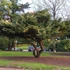 Kép 3/3 - Kúszó boróka - Juniperus fajták