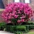 Kép 1/7 - Kifejlett Lagerstroemia növény