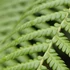 Kép 1/4 - Páfrányfa - Dicksonia antarctica