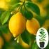 Kép 1/4 - Termő Citromfa - Citrus x Limon