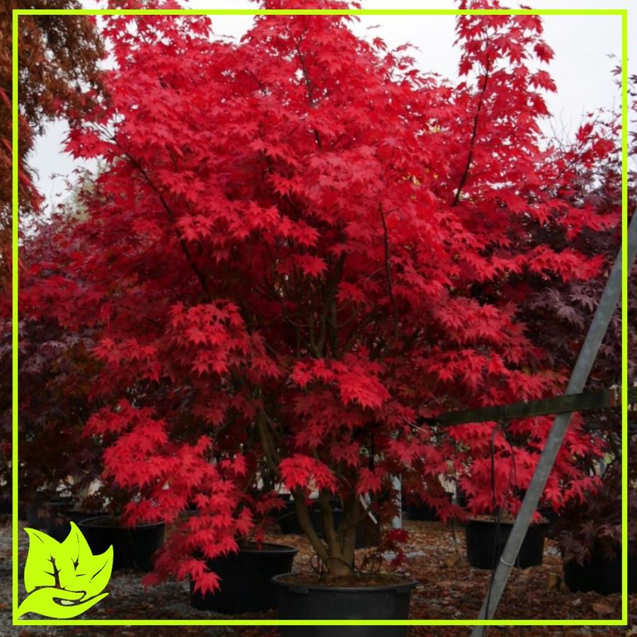 Vörös levelű japán juhar - Acer Palmatum Atropurpureum Ár: 9.500 Ft